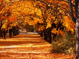 Arranca el otoño, la estación de las hojas color ocre / Foto Archivo