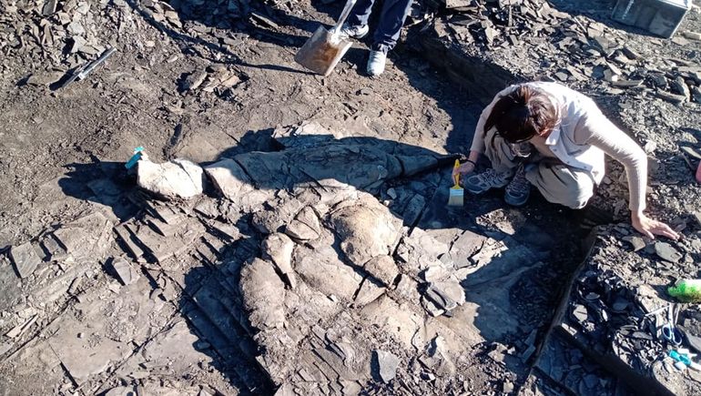 Los trabajos para rescatar los restos del ictiosaurio hallado cerca de Loncopué