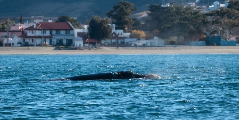 Una ballena franca nadó junto a la playa de Rada Tilly, Chubut. Una ballena franca nadó junto a la playa de Rada Tilly, Chubut.