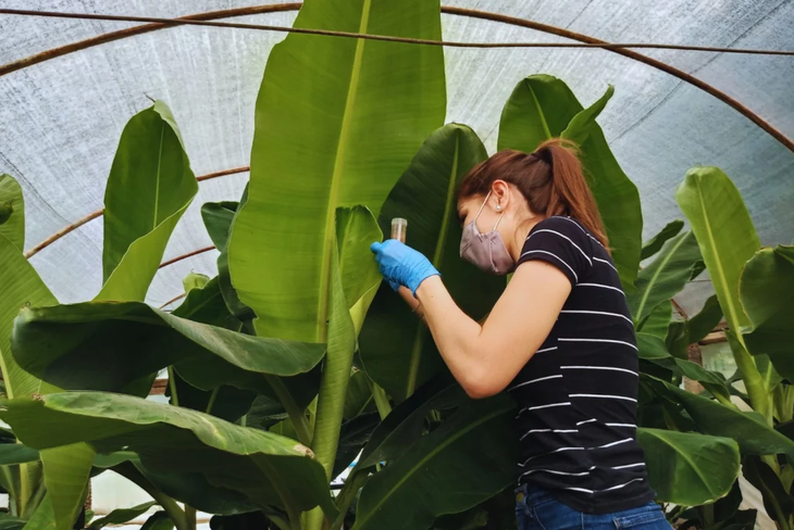 El cambio silencioso que podr&iacute;a transformar el cultivo de banano