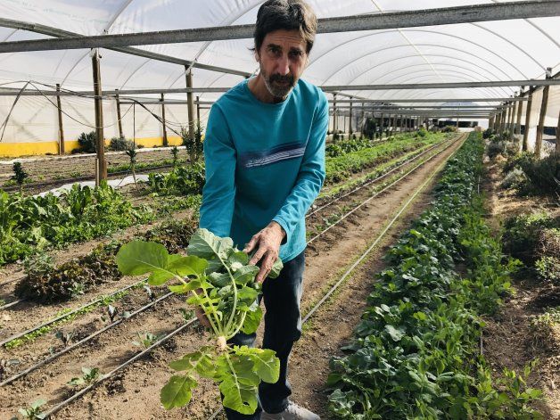 #Pequeñosproductores: verduras orgánicas con alta demanda