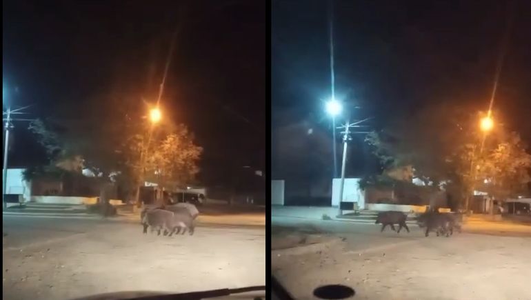 Los vecinos de Las Grutas teorizaron que los jabalíes bajaron a la ciudad en busca de alimento. Los vecinos de Las Grutas teorizaron que los jabalíes bajaron a la ciudad en busca de alimento.