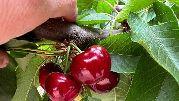 La cosecha de cerezas de la variedad Nimba realizada en la semana 42, marca el punto de partida para la industria de Chile.