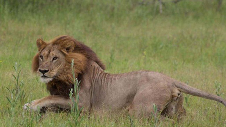 Los científicos descartan que pueda ser un problema de la especie.