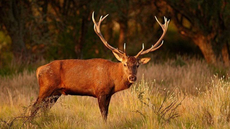 Proponen prohibir los cotos de caza en la provincia