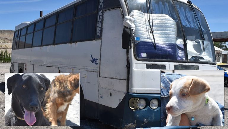 Abandonaron a tres perras encerradas en un motorhome averiado