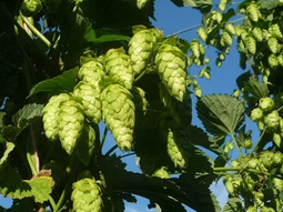 Financian un proyecto sobre el cultivo del lúpulo, de la Universidad de Río Negro. Financian un proyecto sobre el cultivo del lúpulo, de la Universidad de Río Negro.