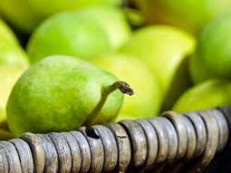 Optimismo moderado en España con esta recuperación en los volúmenes de cosecha de peras. Optimismo moderado en España con esta recuperación en los volúmenes de cosecha de peras.