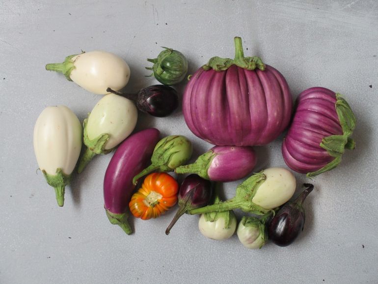 Berenjenas de colores, un vegetal muy particular.