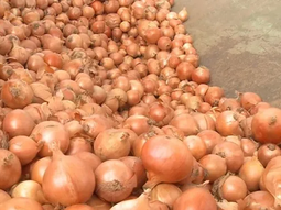 cebolla: analizan las perspectivas del mercado brasileno cebolla: analizan las perspectivas del mercado brasileno