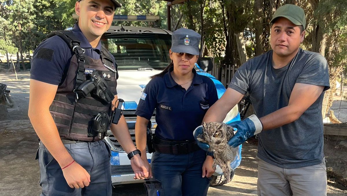 Emocionante: policías rescataron un búho en la Ruta 40 y le salvaron la vida