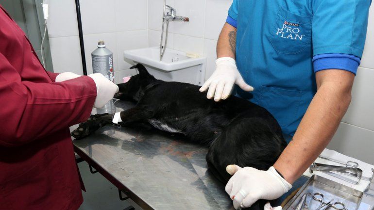 Las castraciones se pedían desde hace años al Municipio de Centenario.