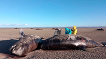 Guardafaunas de Tierra del Fuego primero hallaron dos orcas varadas, pero unas semanas después aparecieron muchas más en otro sector de Bahía Bustamante. Son de un tipo muy poco común.  Guardafaunas de Tierra del Fuego primero hallaron dos orcas varadas, pero unas semanas después aparecieron muchas más en otro sector de Bahía Bustamante. Son de un tipo muy poco común.
