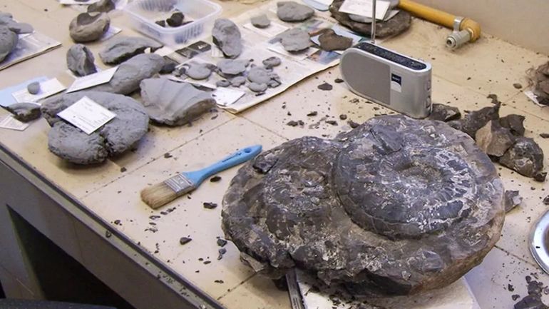 El Museo Olsacher y la historia de los amonites: una joya científica en Neuquén