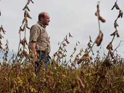 Reestructuración en foco: baja de siembra propia, énfasis en originación y acopios con 700.000-800.000 ton/año. Reestructuración en foco: baja de siembra propia, énfasis en originación y acopios con 700.000-800.000 ton/año.
