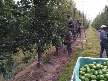 Es histórico para el Valle la falta mano de obra en los períodos de cosecha.