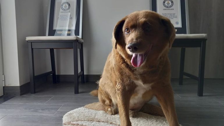El ¿fraude? de Bobi: Guinness le saca el récord de perro más viejo