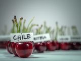Comenzó la batalla legal por la pérdida de los 1.300 contenedores de cerezas chilenas
