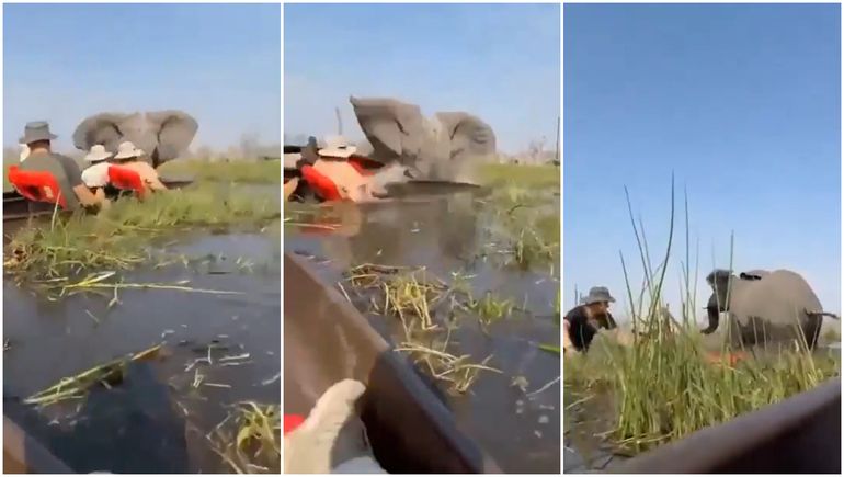 Un elefante atacó a turistas en un safari: volcó sus canoas y arrastró a mujer bajo el agua Un elefante atacó a turistas en un safari: volcó sus canoas y arrastró a mujer bajo el agua