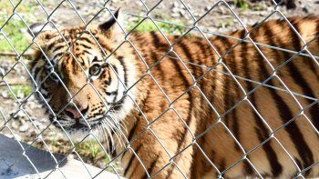 Al estilo narco: desbaratan un zoo de un empresario