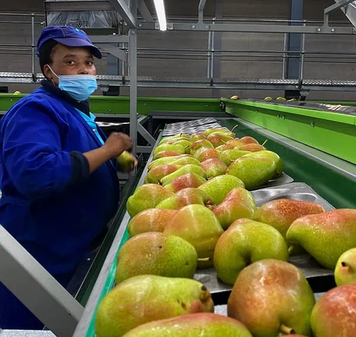El aumento del 5% en las exportaciones de manzanas contrasta con una caída del 4% prevista para las peras en la campaña 2026. El aumento del 5% en las exportaciones de manzanas contrasta con una caída del 4% prevista para las peras en la campaña 2026.