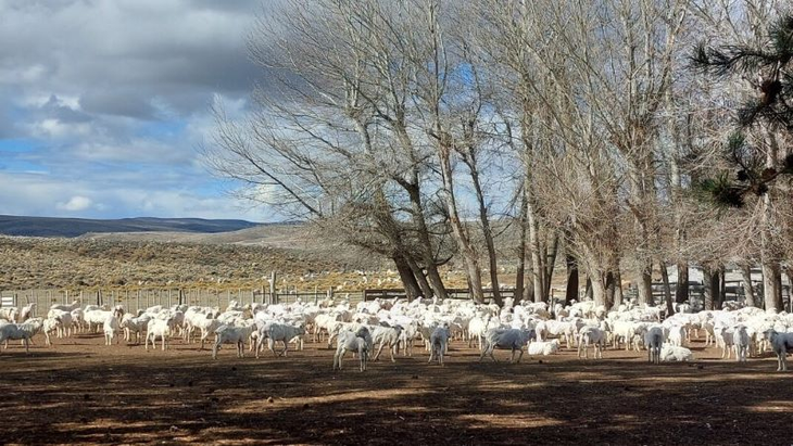 Las tareas de esquila se realizan anualmente en septiembre. Foto: INTA Las tareas de esquila se realizan anualmente en septiembre. Foto: INTA