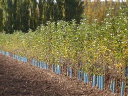 La incorporación de Kleppe busca asegurar plantas de calidad y dotar al vivero de capital para nuevos desarrollos. La incorporación de Kleppe busca asegurar plantas de calidad y dotar al vivero de capital para nuevos desarrollos.