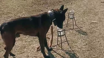 Perros detectores del INTA y AFINOA refuerzan el control contra el HLB en las rutas del NOA. Foto: INTA | LM Neuquen Perros detectores del INTA y AFINOA refuerzan el control contra el HLB en las rutas del NOA. Foto: INTA