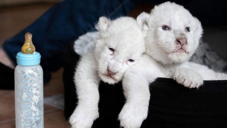 Nacieron dos cachorros de león blanco en un centro de Francia