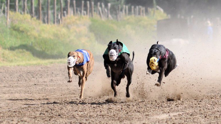 A pesar de la prohibición, los galgos siguen corriendo