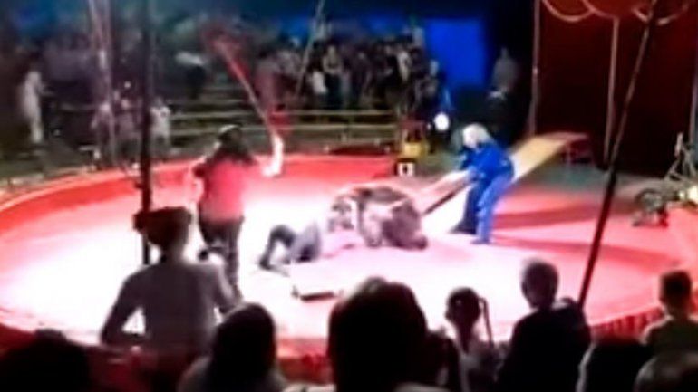 Feroz ataque de un oso al empleado de un circo