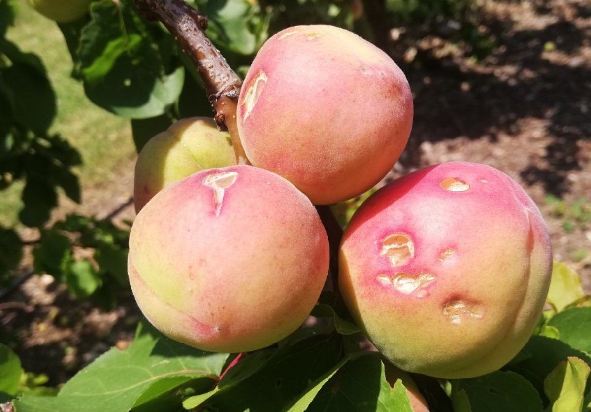 Imagen de un cultivo afectado por el granizo. Efeagro/ Archivo/Agroseguro.