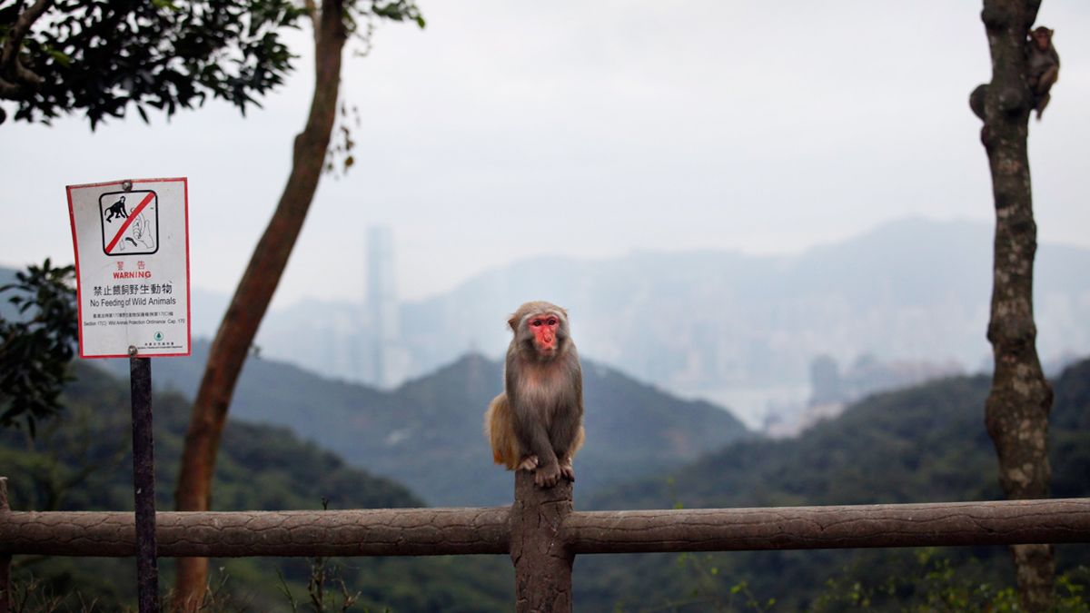 El Planeta De Los Simios En Orden El planeta de los simios dejó de ser ciencia ficción