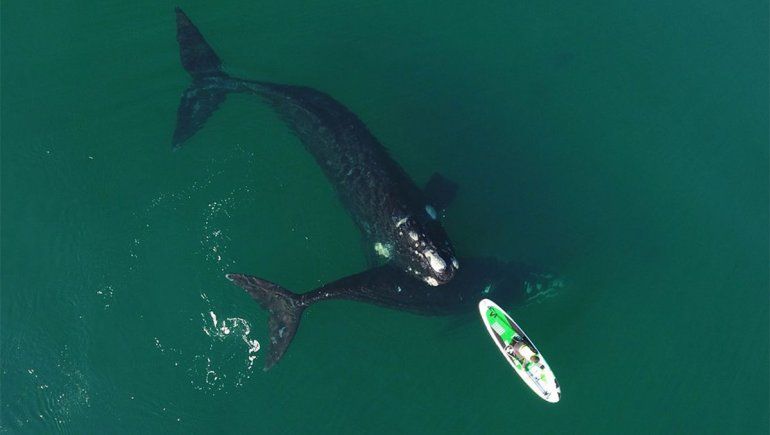 Puerto Madryn: la historia detrás de las dos ballenas jugando con un kayak