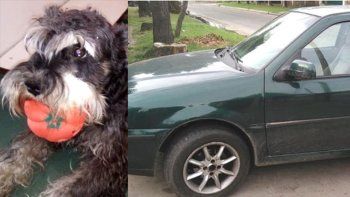 perdio a su perro y ofrece un auto como recompensa