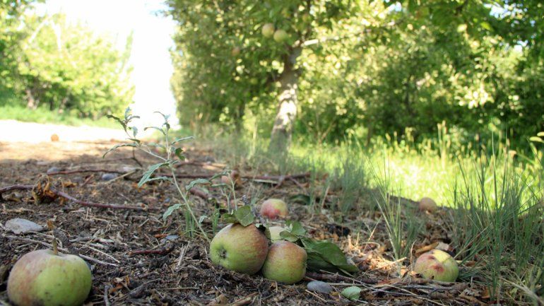 Sin fondos. Los chacareros del Alto Valle advierten que no pueden encarar la poda
