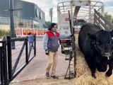El año pasado, el primer toro que ingresó al predio fue de la raza Aberdeen Angus.