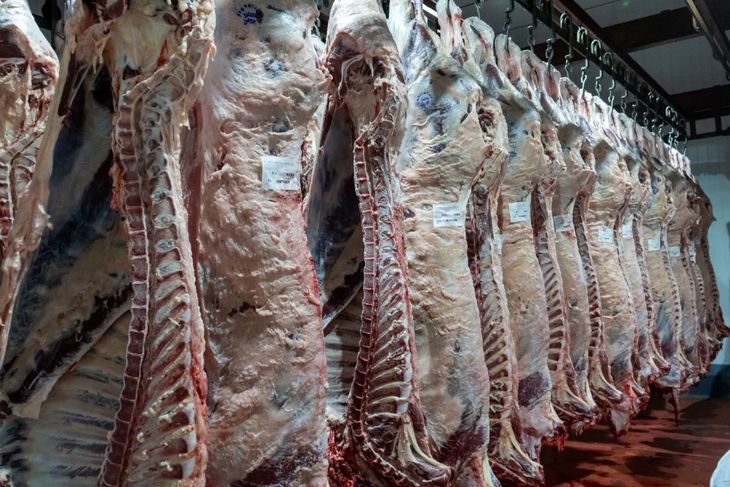 Aunque la faena comenzó a desacelerarse, el sector ganadero sigue preocupado por la fuerte pérdida de vacas y terneros. Aunque la faena comenzó a desacelerarse, el sector ganadero sigue preocupado por la fuerte pérdida de vacas y terneros.