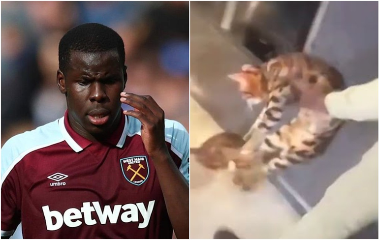 Rescataron a los gatos maltratados por el jugador: el West Ham le quitó medio sueldo