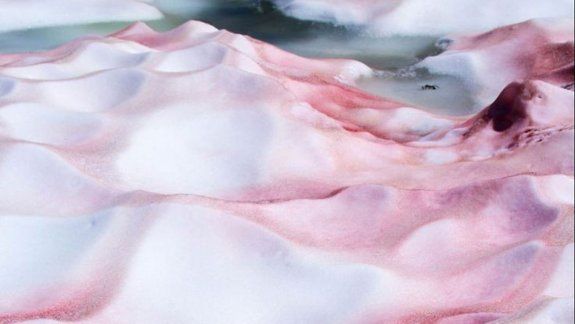 El alga Chlamydomonas nivalis está afectando nuestra nieve.