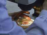 Los ensayos en laboratorio han mostrado mecanismos biológicos de levaduras y bacterias que podrían limitar o detener el crecimiento del hongo.