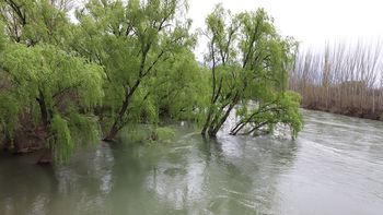 en fotos: la crecida del rio neuquen avanza sobre la ribera en fotos: la crecida del rio neuquen avanza sobre la ribera