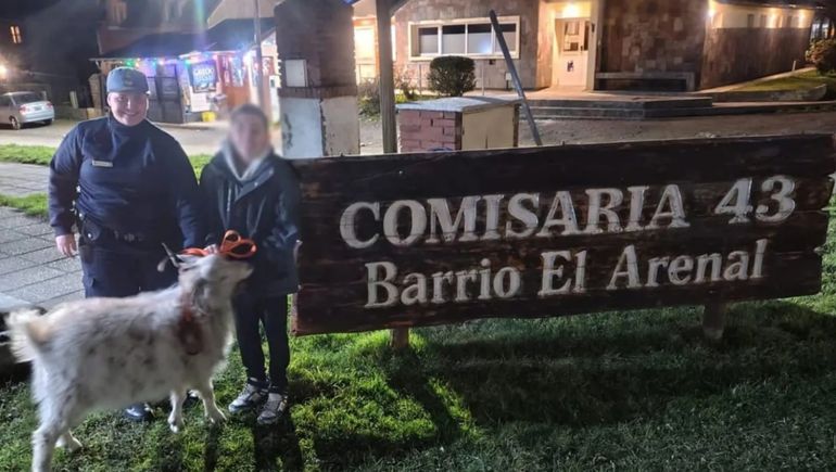 La cabra perdida en San Martín de los Andes