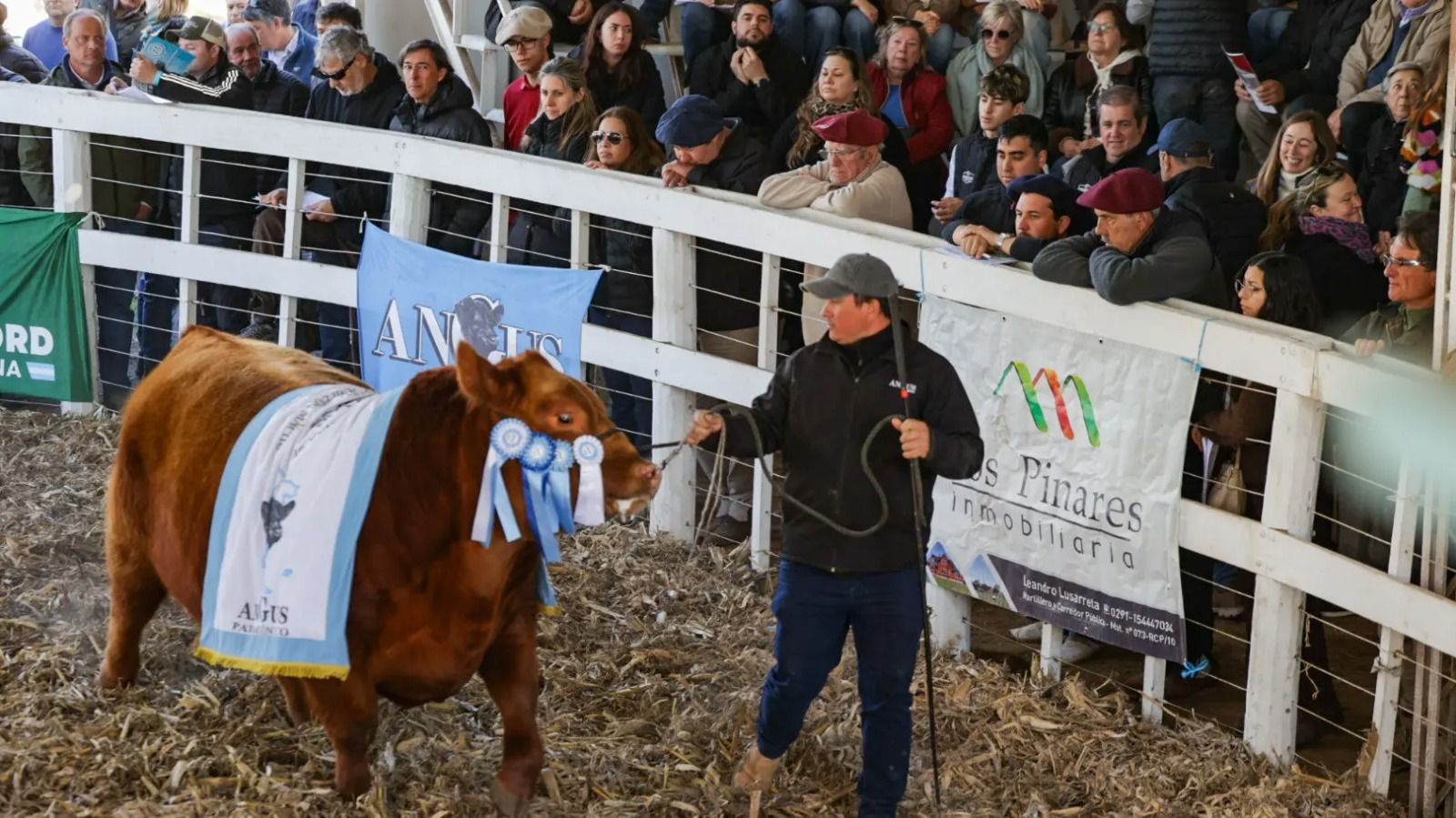 A pesar de las lluvias, la región enfrenta menos terneros y menos plata