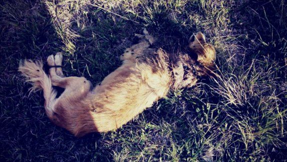 Rescataron a un perro que fue abandonado con las patas atadas