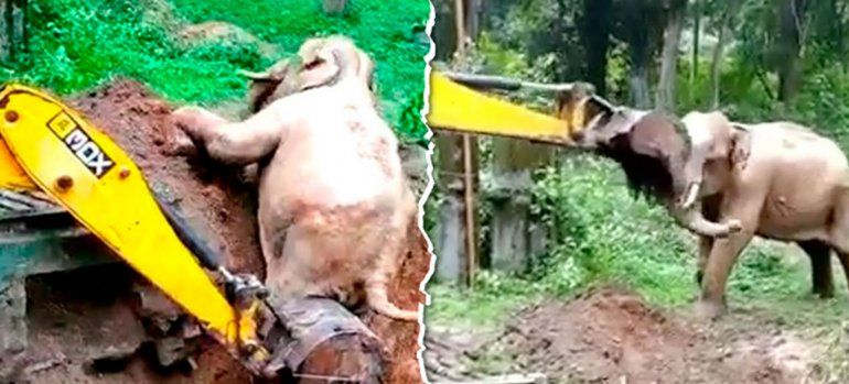 Conmovedor: elefante agradece a excavadora que lo rescató