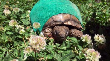 conoce a coco, la tortuga que fue rescatada del abandono conoce a coco, la tortuga que fue rescatada del abandono