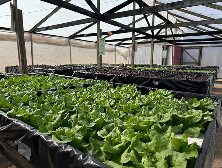 Mujeres liderando la hidroponía en el norte: con 62% de participación femenina en Coquimbo, el modelo INIA promueve inclusión de género en innovación agrícola sostenible.