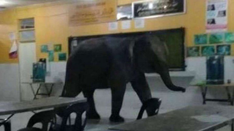 Pánico en un colegio por un elefante que entró a las aulas