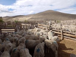 la patagonia perdio 30% de su stock ovino en estos ultimos 15 anos la patagonia perdio 30% de su stock ovino en estos ultimos 15 anos